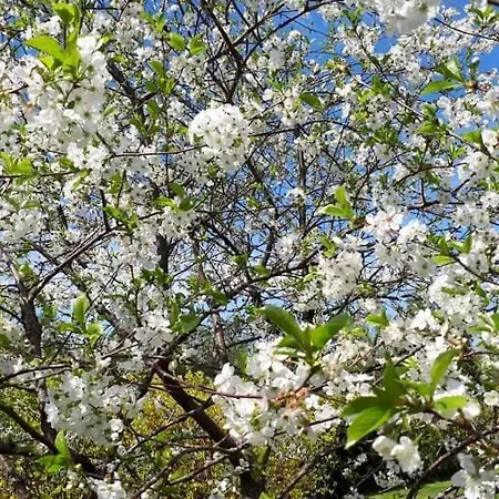 Tatil Evi Perepuhkus *