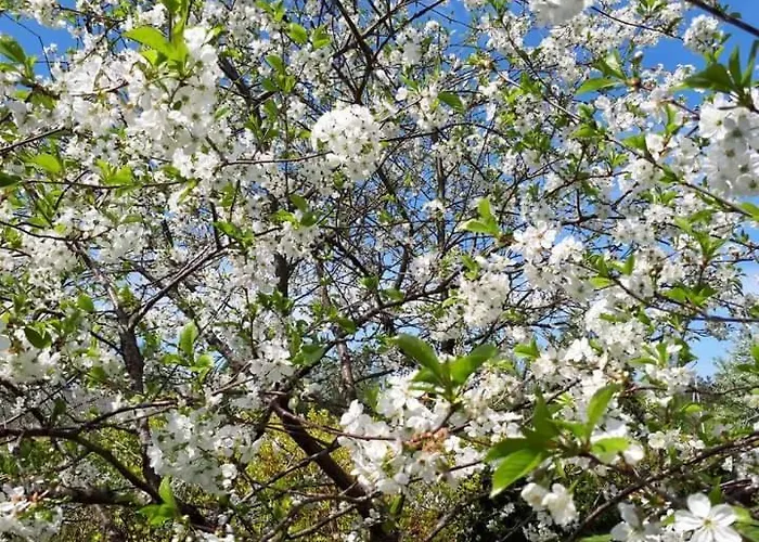 Dom wakacyjny Perepuhkus *